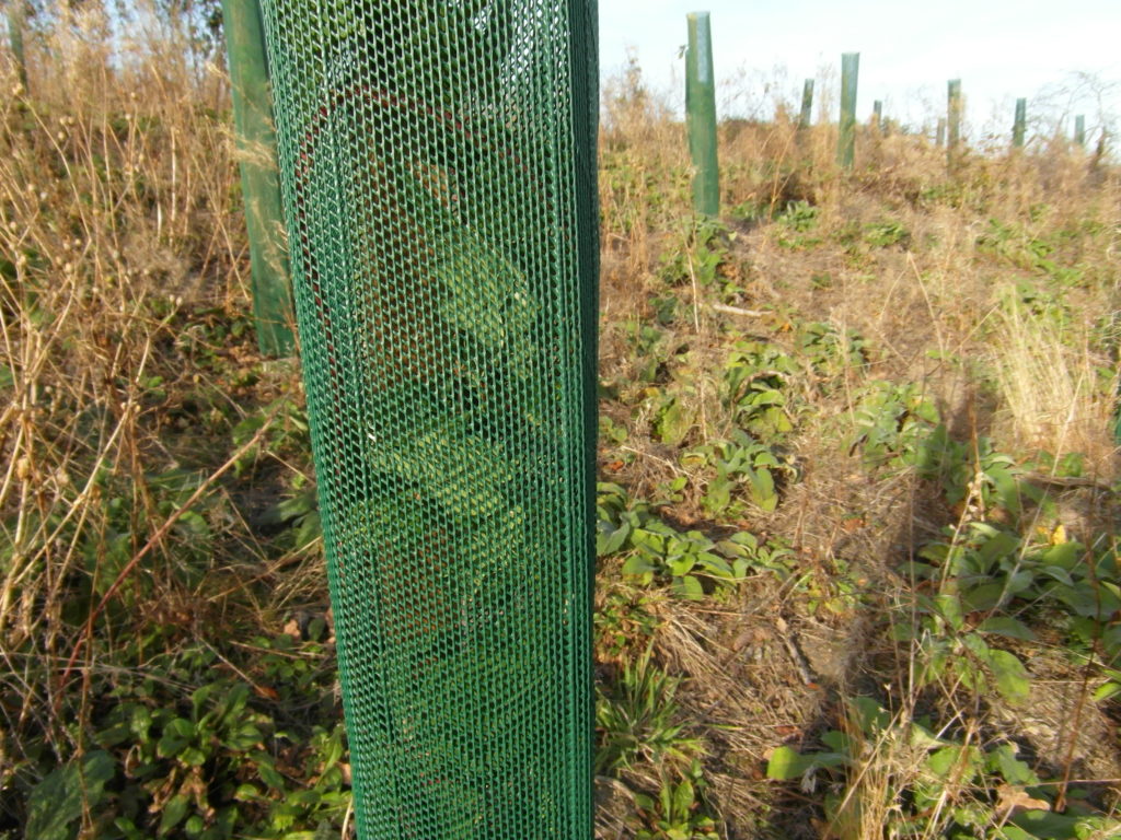 Close up of Continental Fine Mesh Shelter. One seasons growth. (1.11.2016)