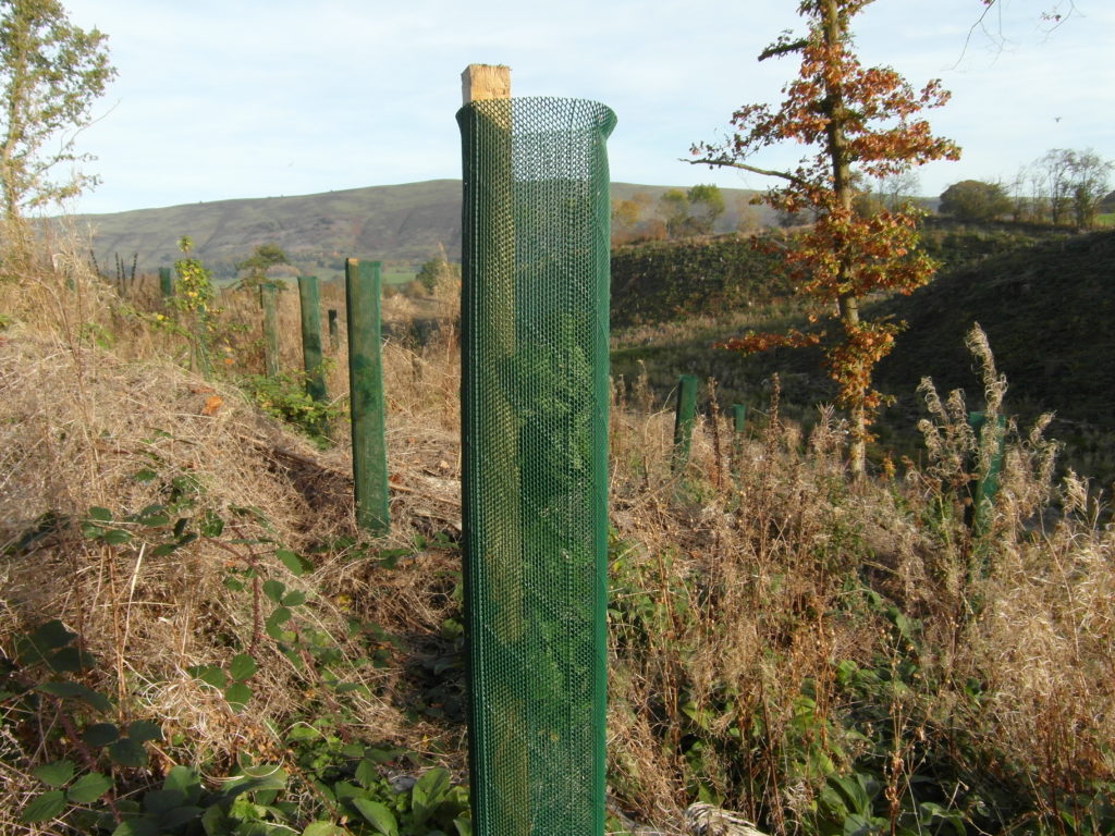 Close up of Continental Fine Mesh Shelter. One seasons growth. (1.11.2016)