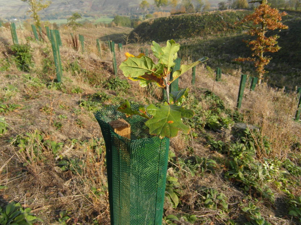 An Oak tree in a 1.2m Continental Fine Mesh Shelter. One seasons growth. (1.11.2016)