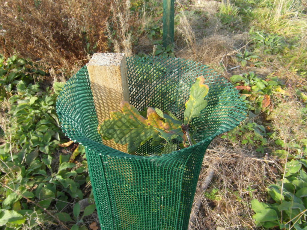 An Oak tree in a 1.2m Continental Fine Mesh Shelter. One seasons growth. (1.11.2016)