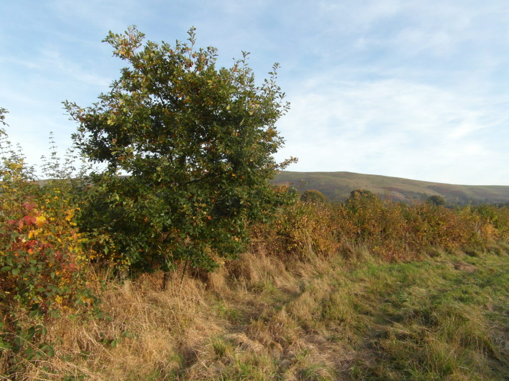 Oak grown in a Continental Shelter as a hedgerow tree. (1.11.2016)