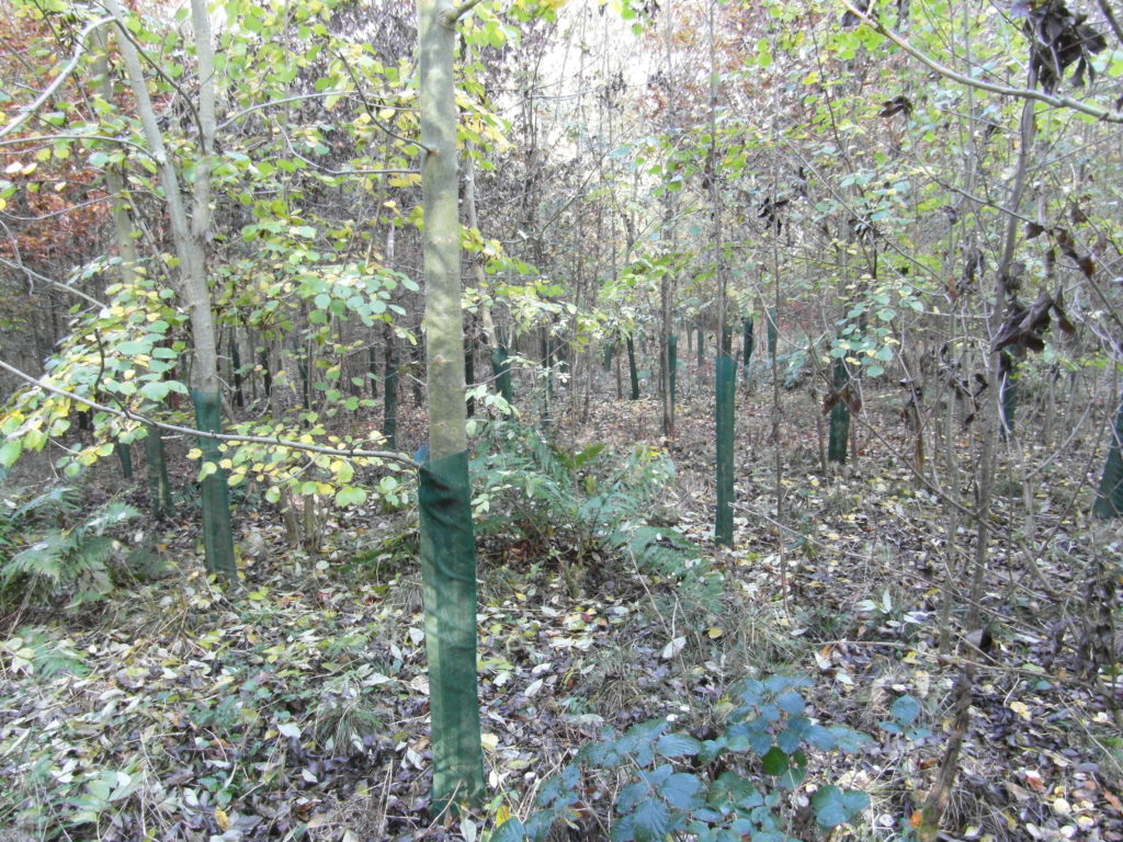 A young glade planting within a mature woodland showing 1.2m Continental Fine Mesh Shelters