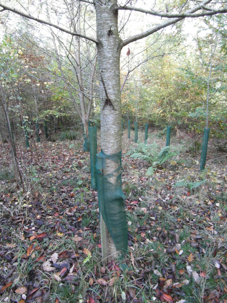 A Cherry bursting out of a 1.2m Continental Fine Mesh Shelter