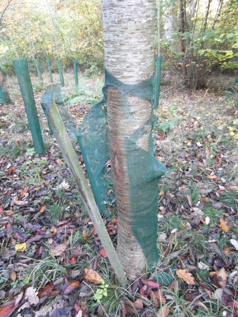 A Cherry bursting out of a 1.2m Continental Fine Mesh Shelter showing the stake falling away from the tree as the shelter bursts