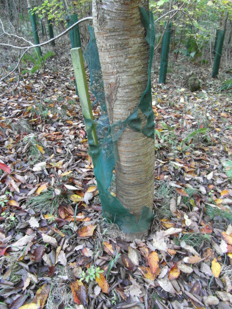 A Cherry bursting out of a 1.2m Continental Fine Mesh Shelter showing the stake falling away from the tree as the shelter bursts