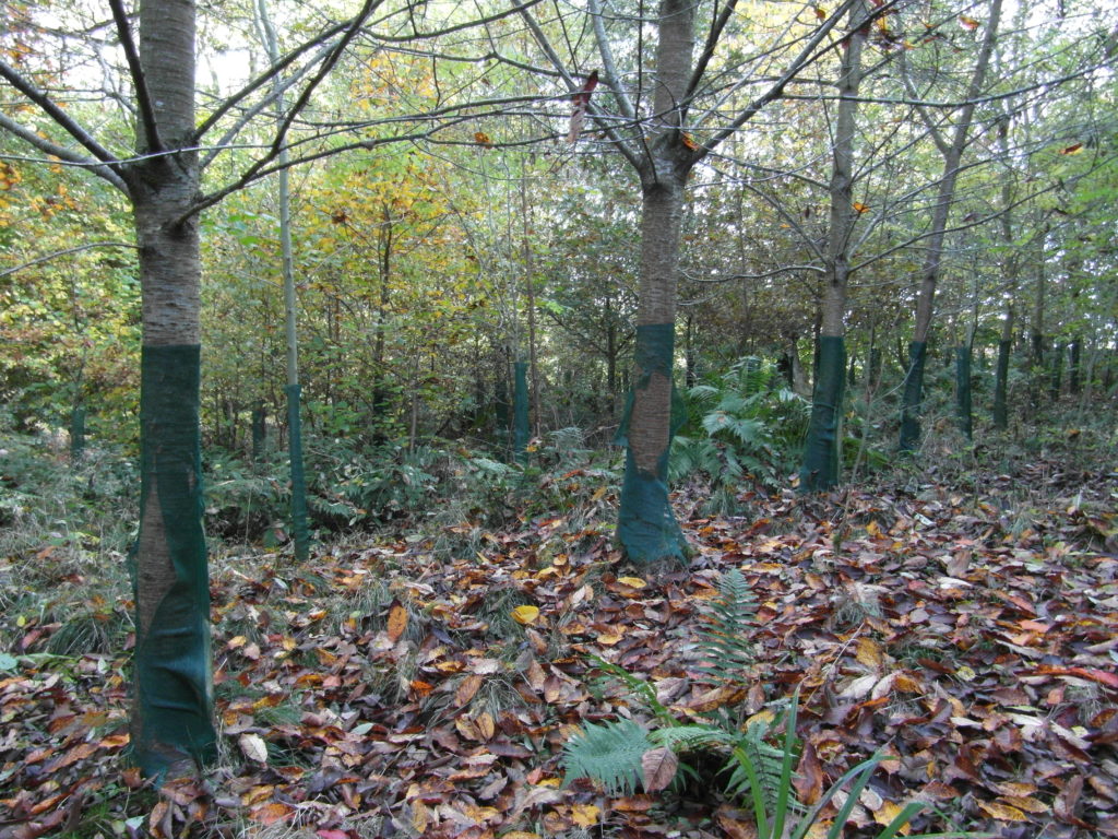 A Woodland glade showing Cherries bursting out of 1.2 Continental Fine Mesh Shelters