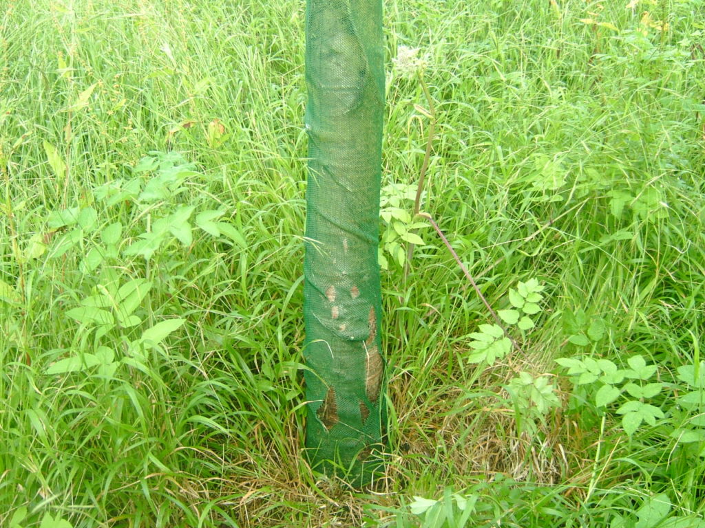 Photos showing breakdown of Continental Fine Mesh Tree Shelter on a Wild Cherry. Stake in place but no tree damage.