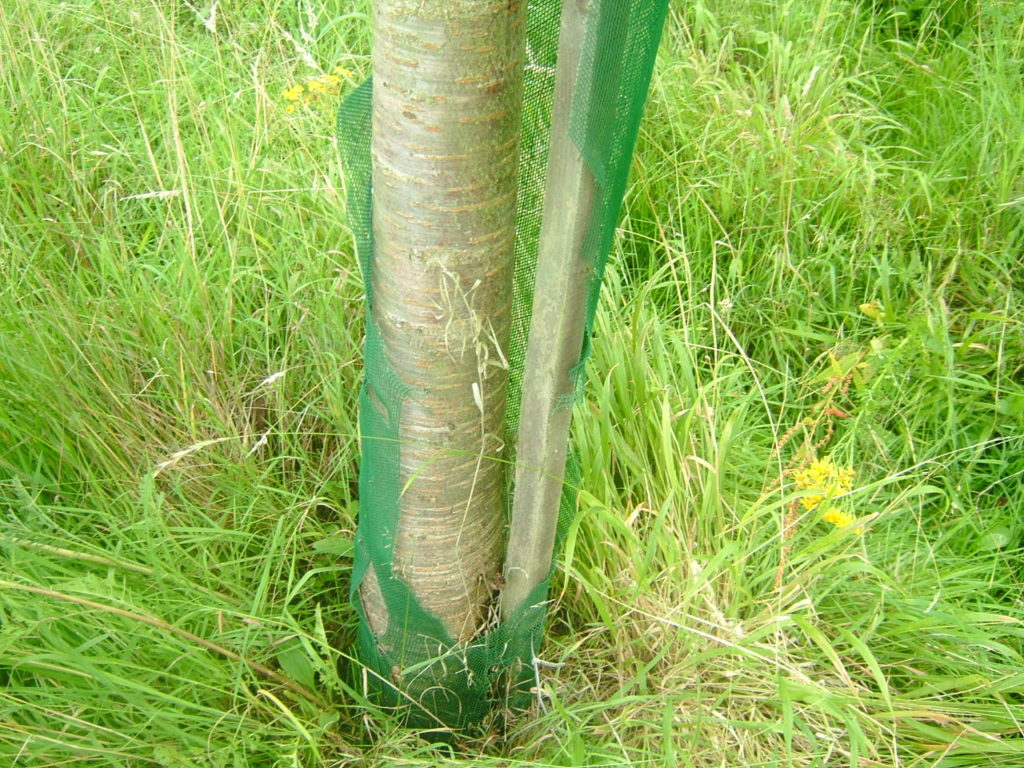 Photos showing breakdown of Continental Fine Mesh Tree Shelter on a Wild Cherry. Stake in place but no tree damage