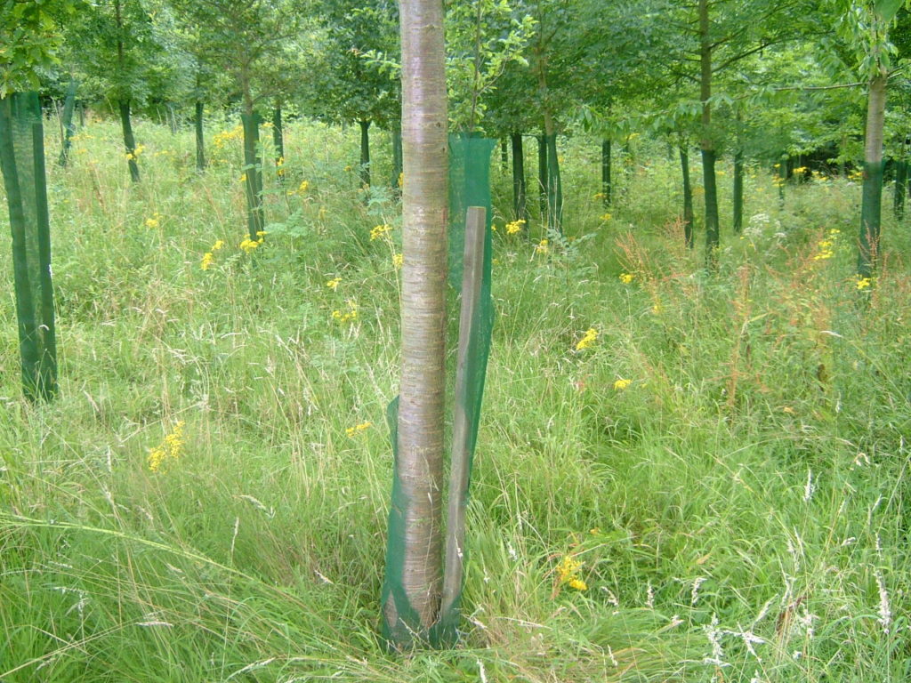 Photos showing breakdown of Continental Fine Mesh Tree Shelter on a Wild Cherry. Stake in place but no tree damage