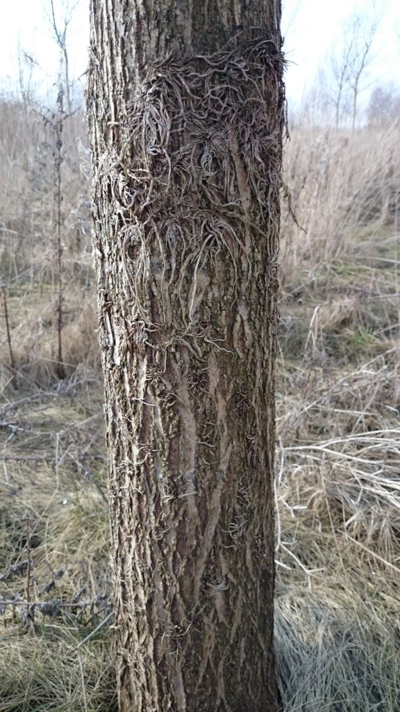 Photo courtesy of J S Wright & Sons. Bat Willows grown in Tube Protection showing effect of aerial roots.