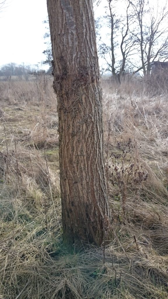 Photo courtesy of J S Wright & Sons. Bat Willows grown in Tube Protection showing effect of aerial roots.