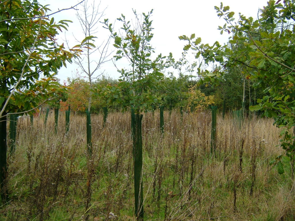 Oak growing in a 1.5m Continental, P2004 Herefordshire