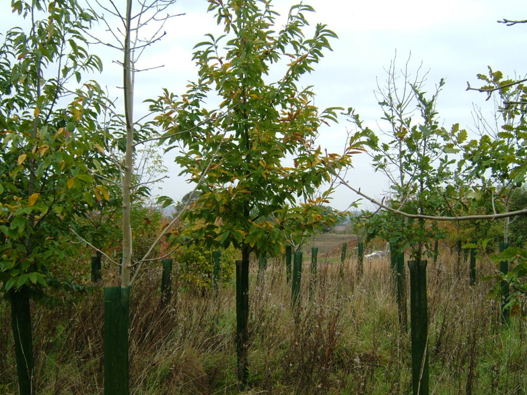 Sweet Chestnut growing in a 1.5m Continental, P2004 Herefordshire