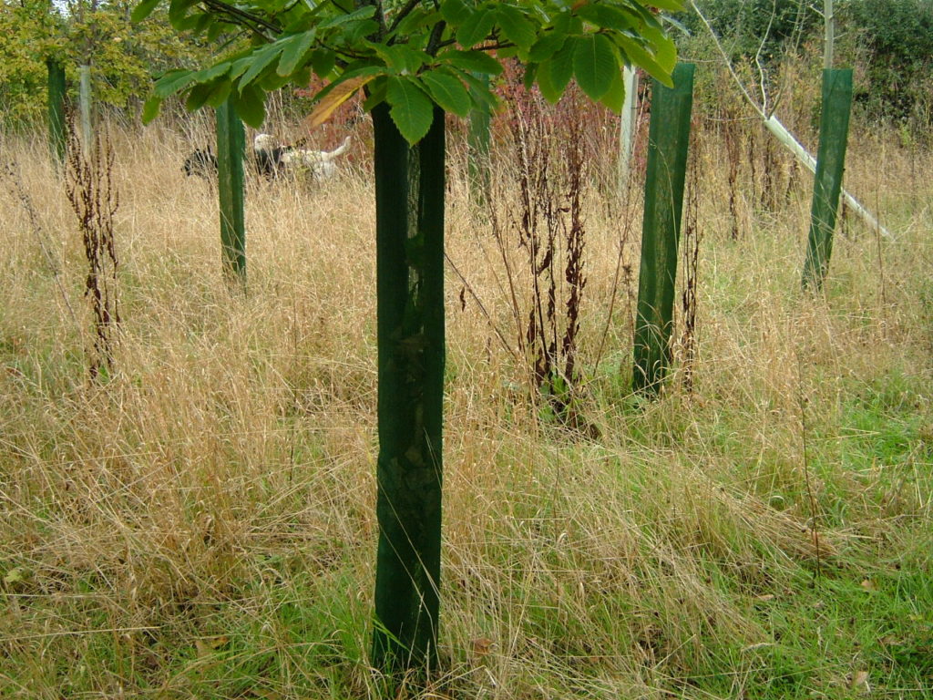 1.5m Continental filling out in bottom by a Sweet Chestnut, P2004 Herefordshire