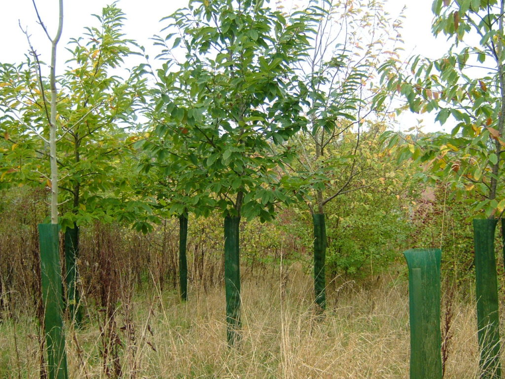 1.5m Continental filling out in bottom by a Sweet Chestnut, P2004 Herefordshire