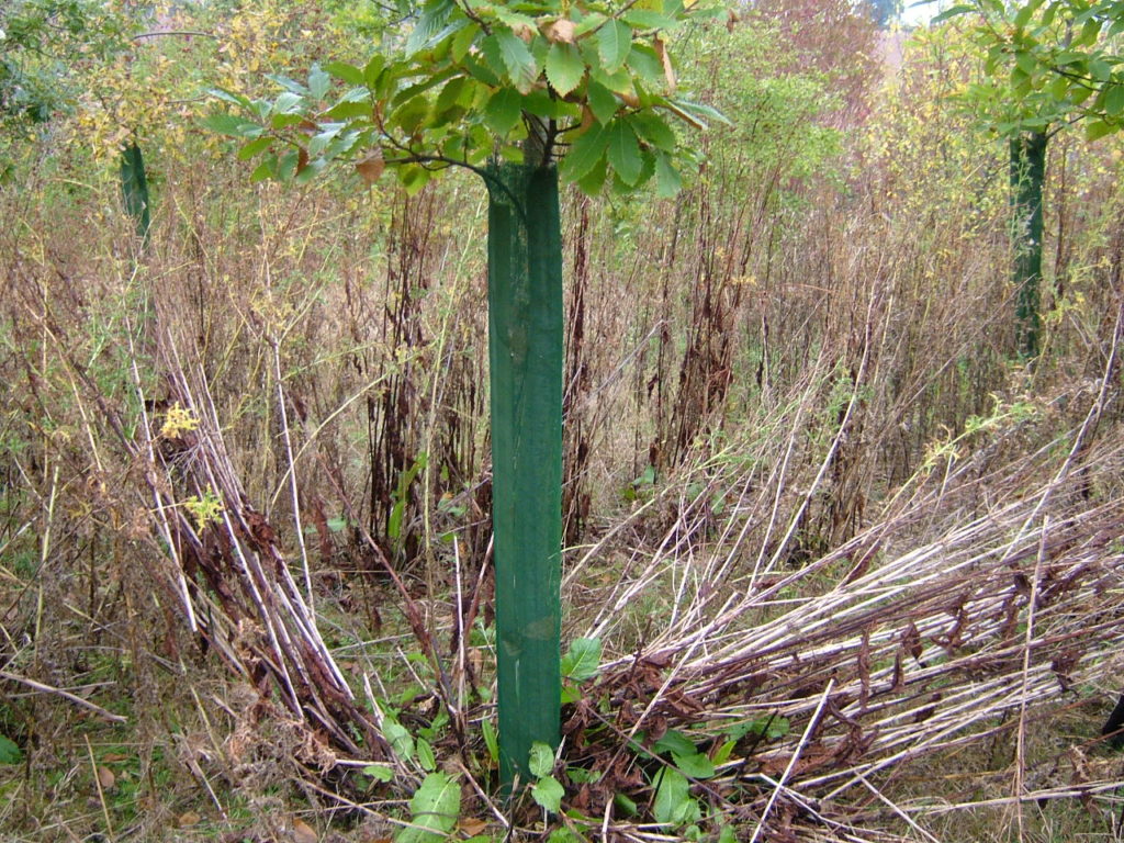 1.5m Continental filling out in bottom by a Sweet Chestnut, P2004 Herefordshire