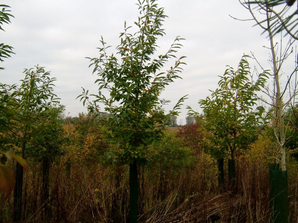 Sweet Chestnut in a Sweet Chestnut in a Continental P2004, showing a nice strong stem