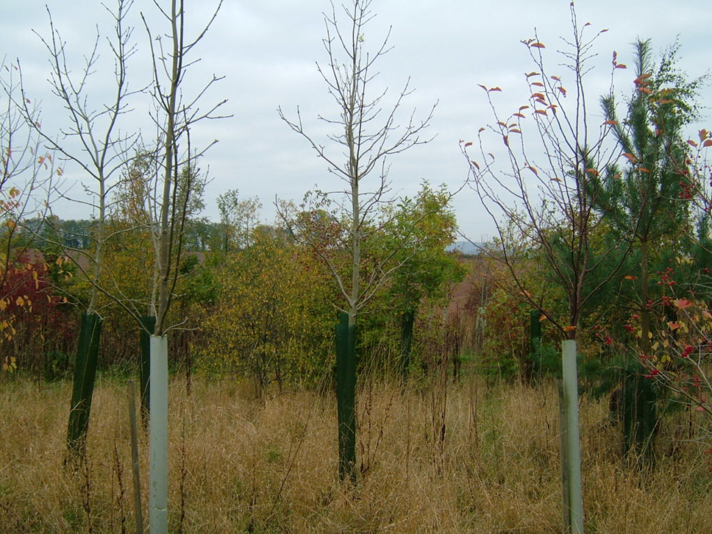 Ash grown in a 1.5m Continental showing tubes in the foreground