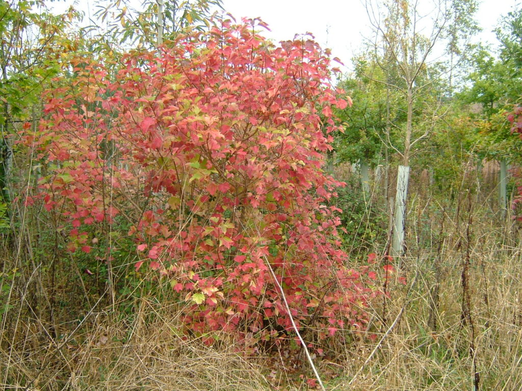 A Guelder Rose - Couldn't Resist!