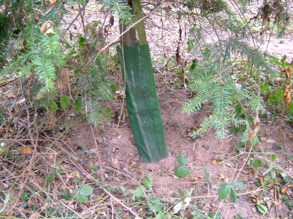 Douglas Fir in a 60cm Continental Shelter showing a bamboo cane and stake support