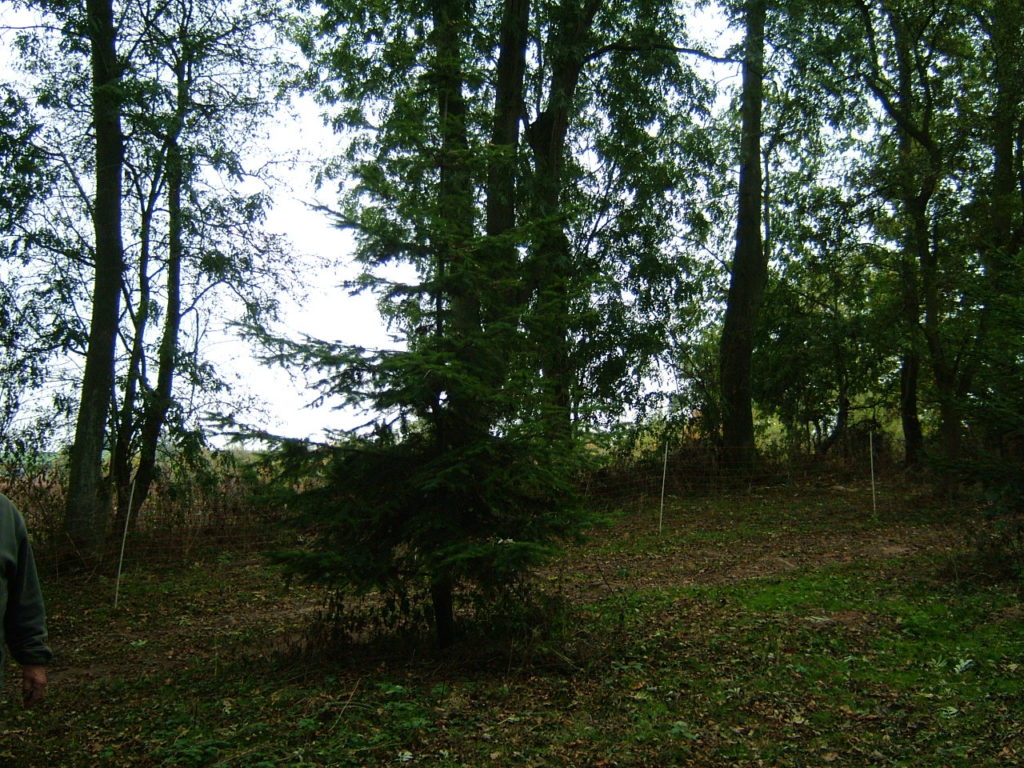 Douglas Fir in a 60cm Continental Shelter showing a bamboo cane and stake support