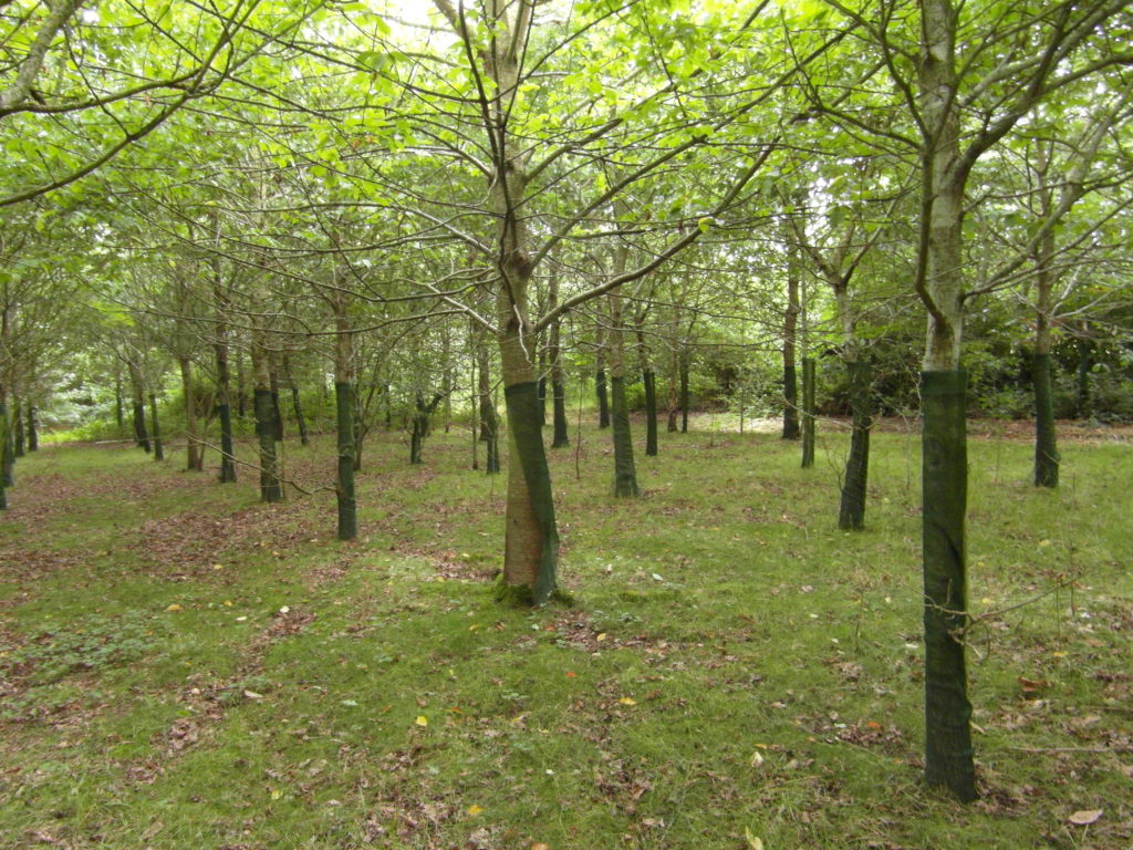 Llandinabo, P1998 showing canopy closure and disintegrating shelters on very strong trees