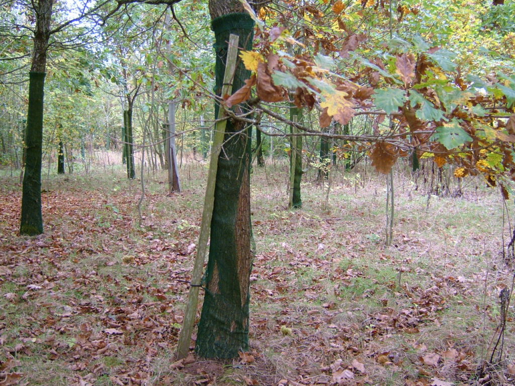 Oak in a 1.5m Continental, with the stake placed outside. (NOTE:- The Continental Shelter is no longer erected in this way) P1998.