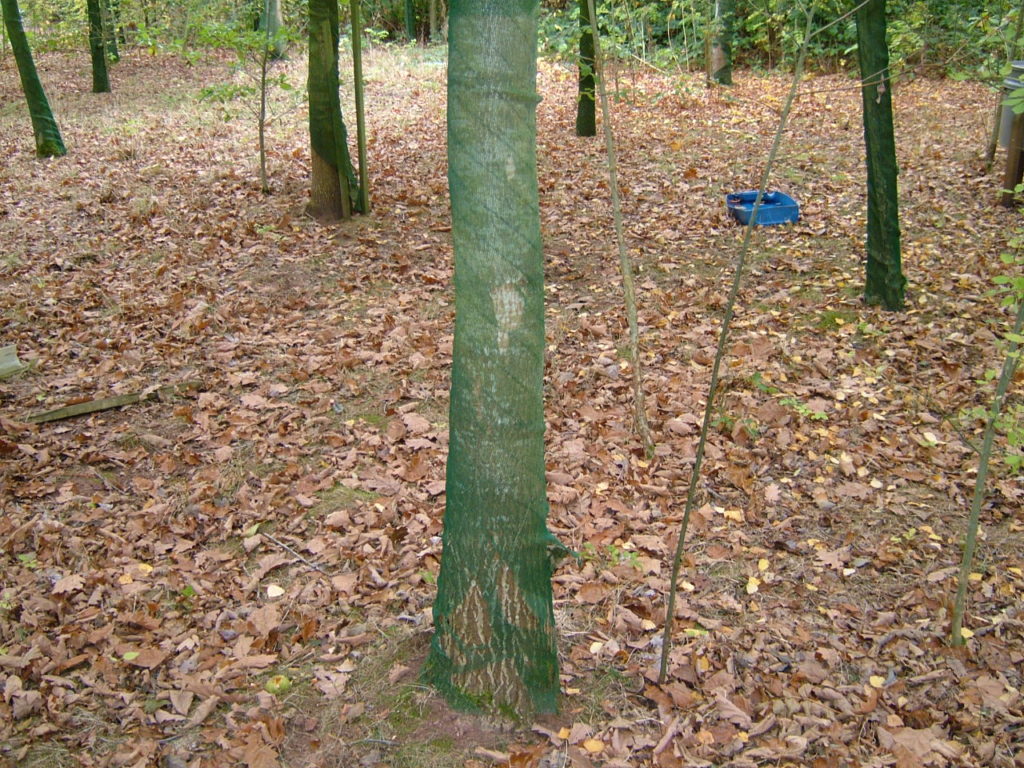 Ash in a 1.5m Continental showing the mesh about to split.