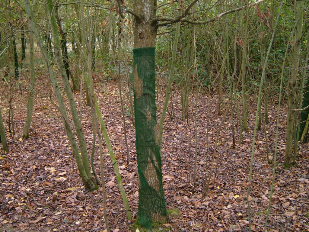 Oak P1998 showing the Continental splitting around the tree