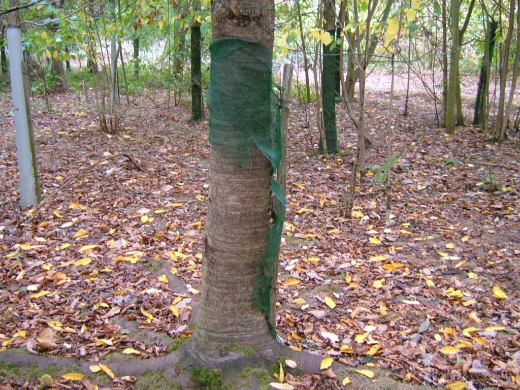 Wild Cherry P1998 showing the Continental Shelter splitting around the tree