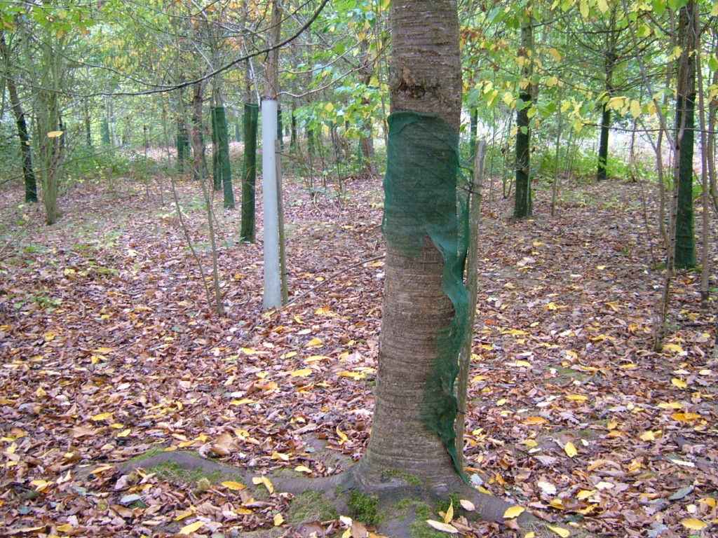 Wild Cherry P1998 showing the Continental Shelter splitting around the tree