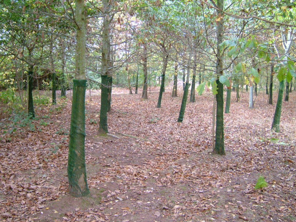 A view of the woodland