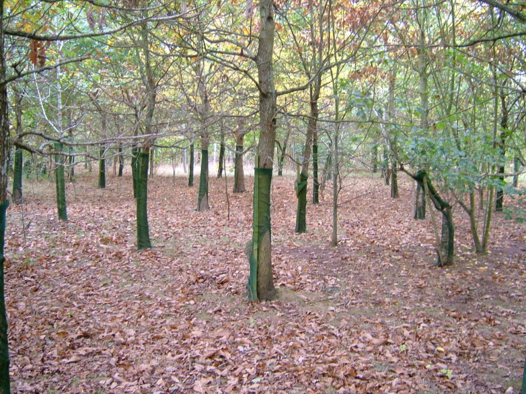 Outstanding trunks on Oak P1998