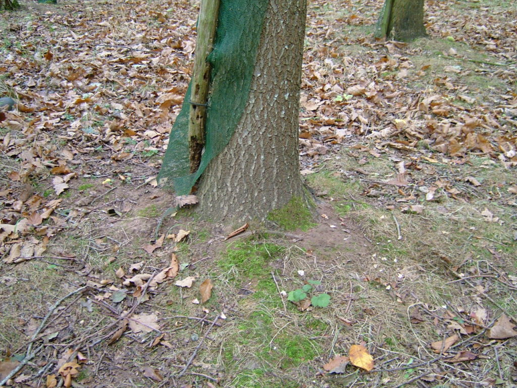 An Oak planted in a 1.5m Continental. The mesh has expanded and broken away from the tree and disappeared, no mesh can be seen anywhere on the ground.