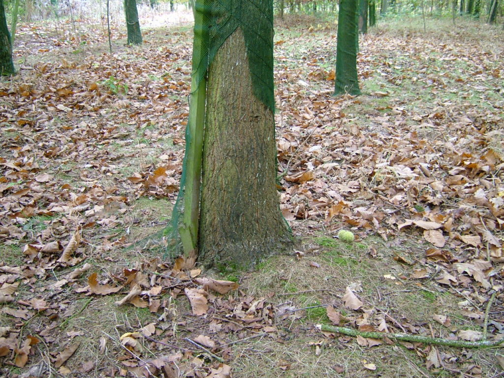 An Oak planted in a 1.5m Continental. The mesh has expanded and broken away from the tree and disappeared, no mesh can be seen anywhere on the ground.