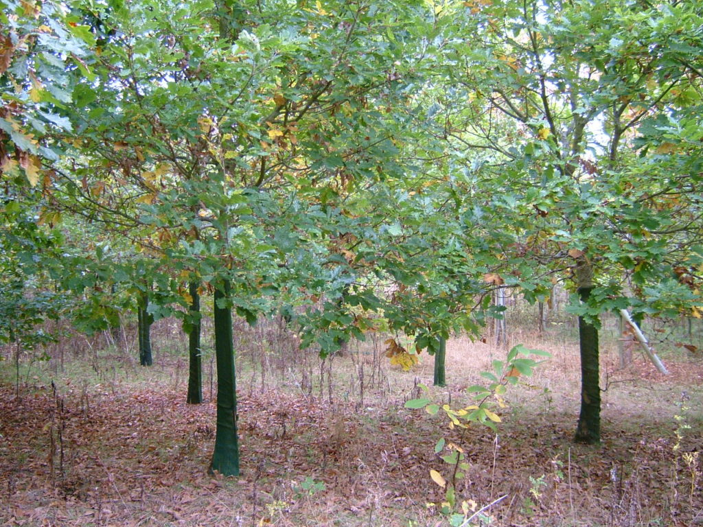 View of the woodland