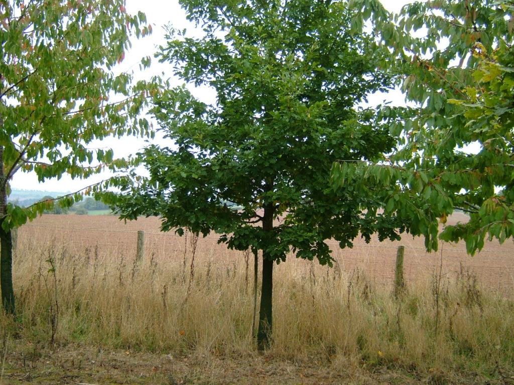 A beautifully formed Oak