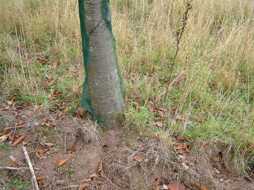 A Wild Cherry showing the Continental splitting away from the tree