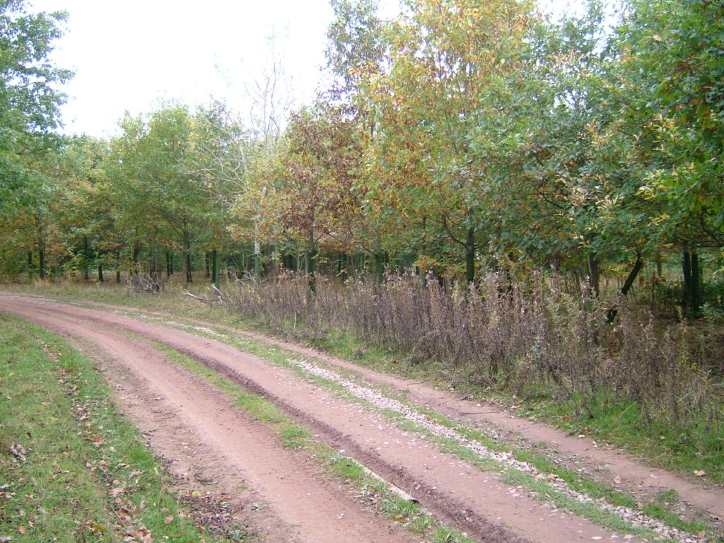 A general view of the woodland. Photos taken with kind permission of Peter Symonds, Llandinabo Farms, Herefordshire 2011.