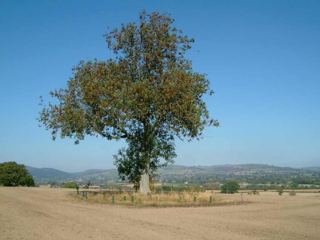 Ash at Eaton Farm showing Continental and the Eclipse Shelters containing shrub species beneath an Oak to provide pheasant cover.